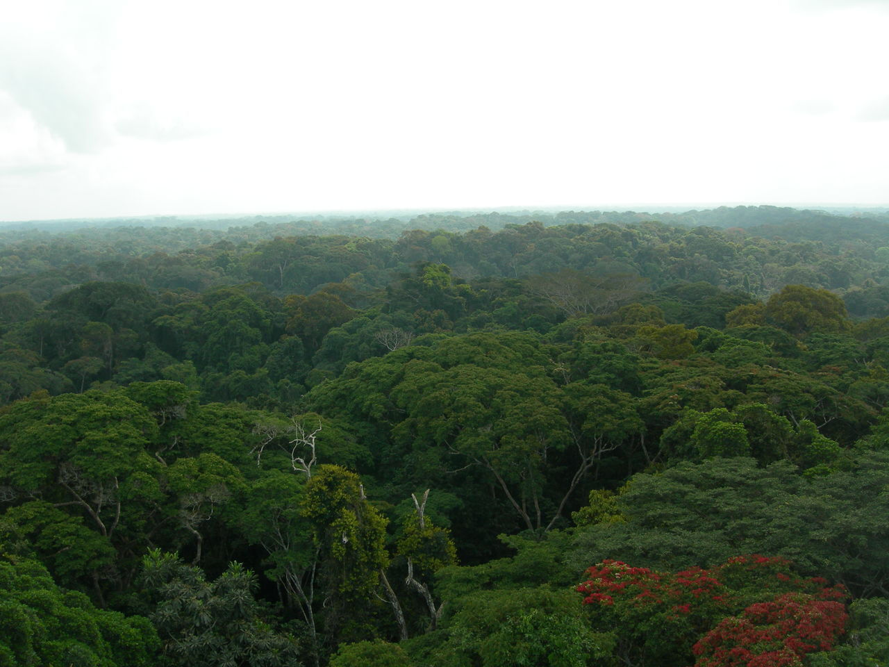 Can trees be more efficient in warmer climates?