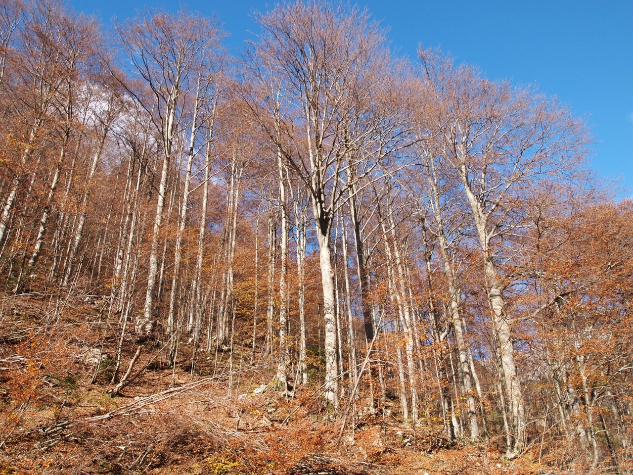 European beech forests adapt differently to climate change