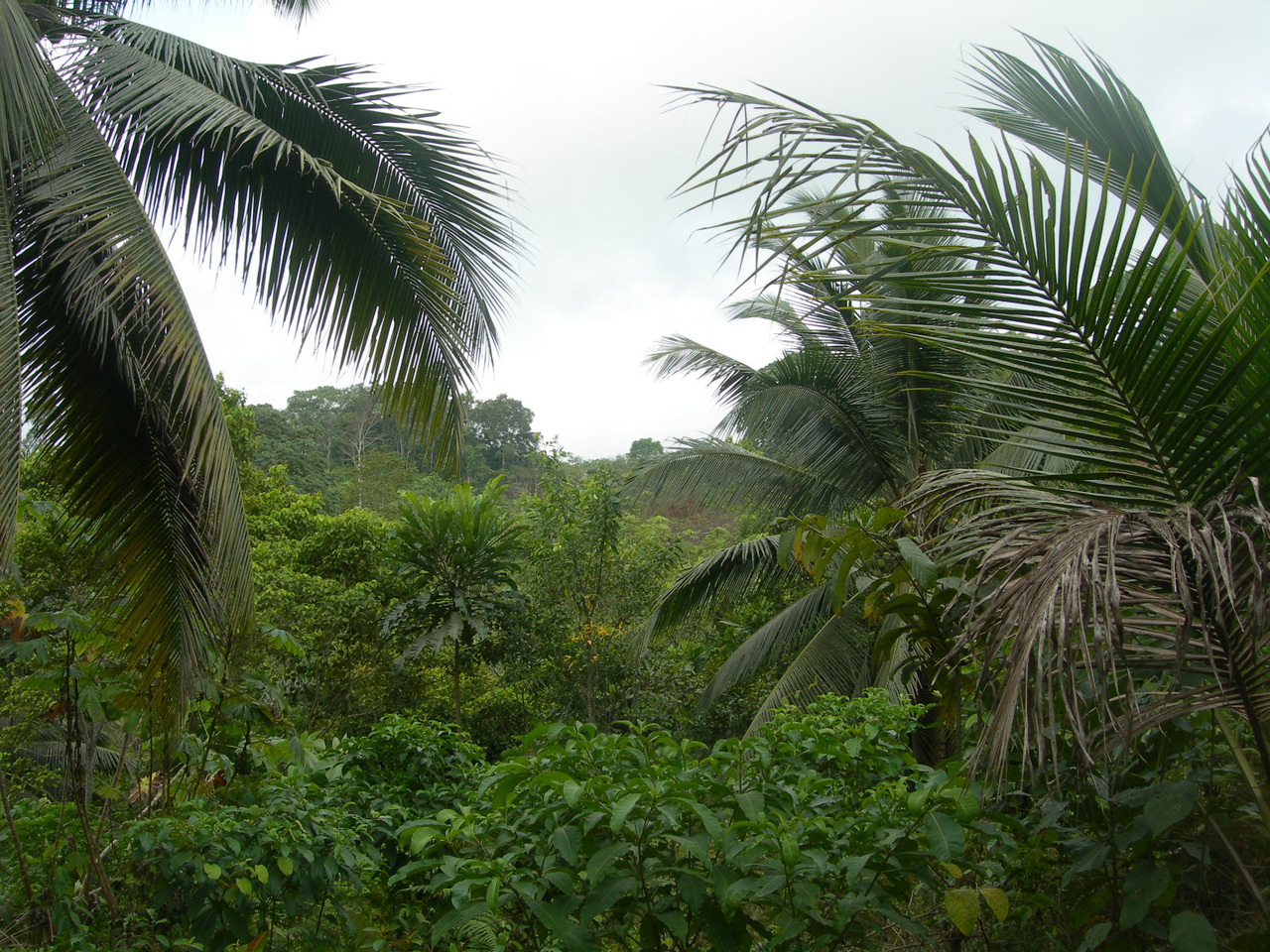 Post-deforestation dynamics, tree plantations in tropical ecosystems shape carbon storage potential across different ages and pools