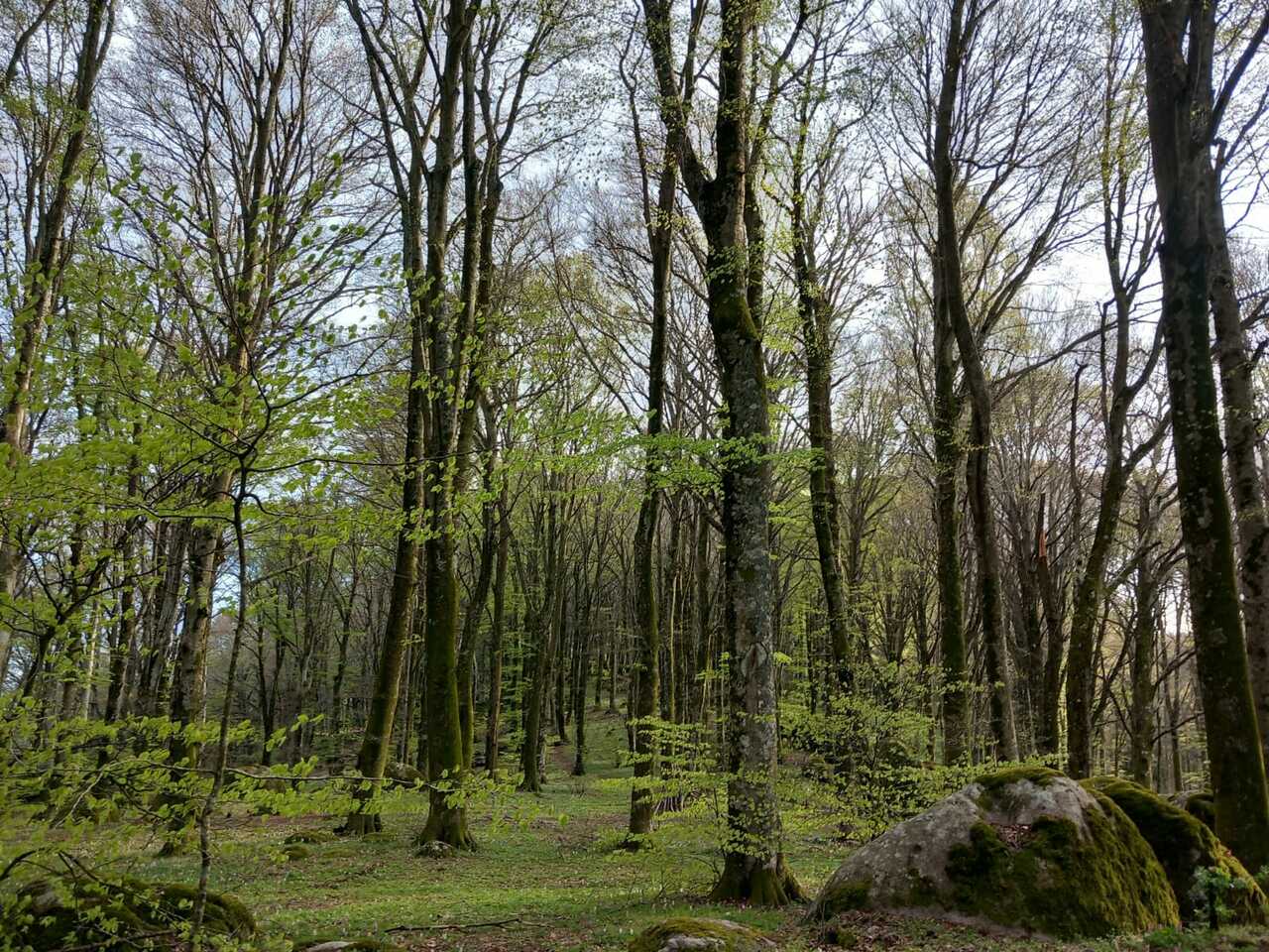Stand age diversity  - and more than climate change - may affect European forests' resilience and stability