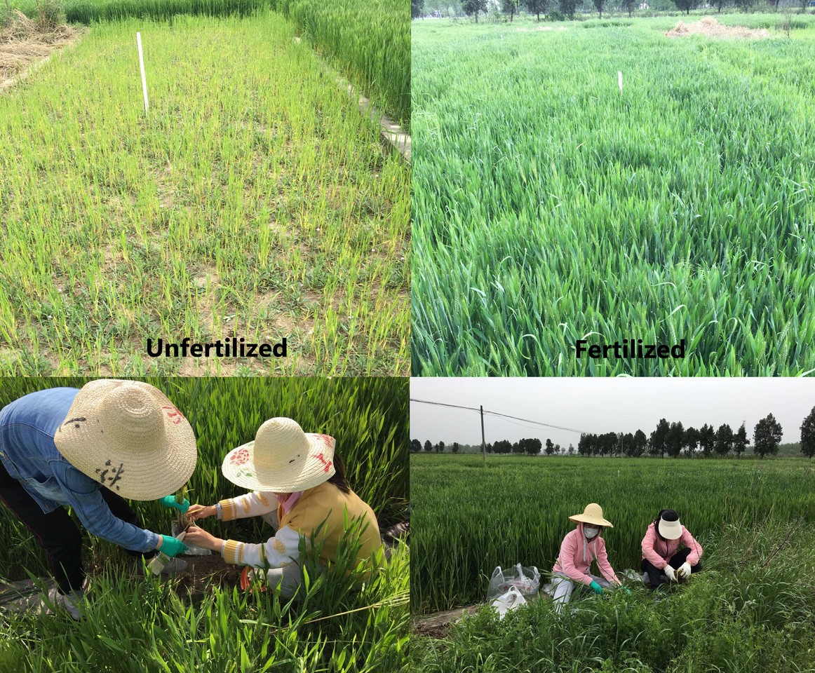 The biodiversity of key-stone species is essential for long-term crop production