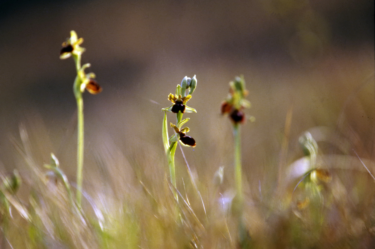 The fate of Alpine orchids in a changing world