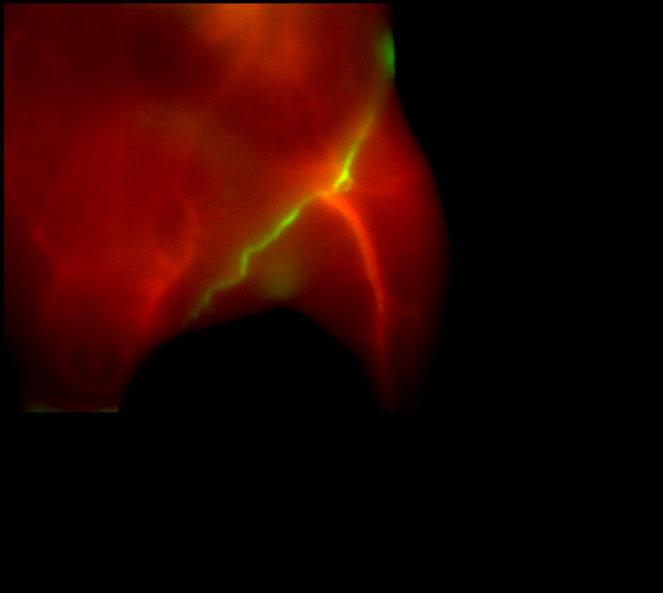 Multiplexing in mice: joining chemistry and imaging across continents