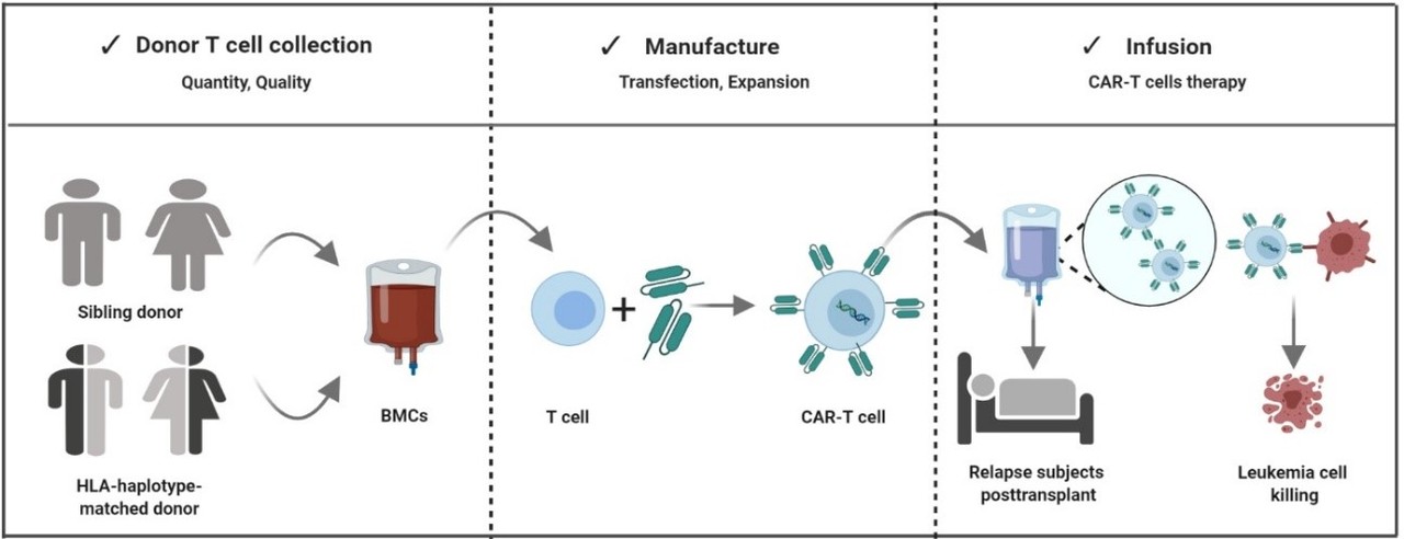Donor derived CD19 CAR-T cell for Acute Lymphoblastic Leukemia Relapse after Allogeneic Hematopoietic Stem Cell Transplantation