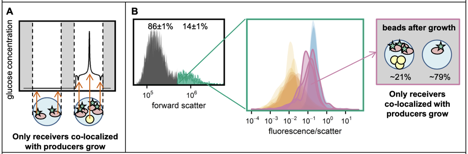 Microbial competition reduces metabolic interactions to the low um-range