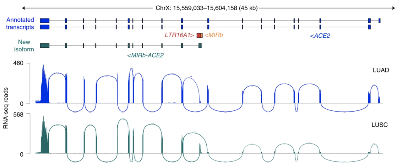 When old viruses meet the new: retroelements and SARS-CoV-2 infection