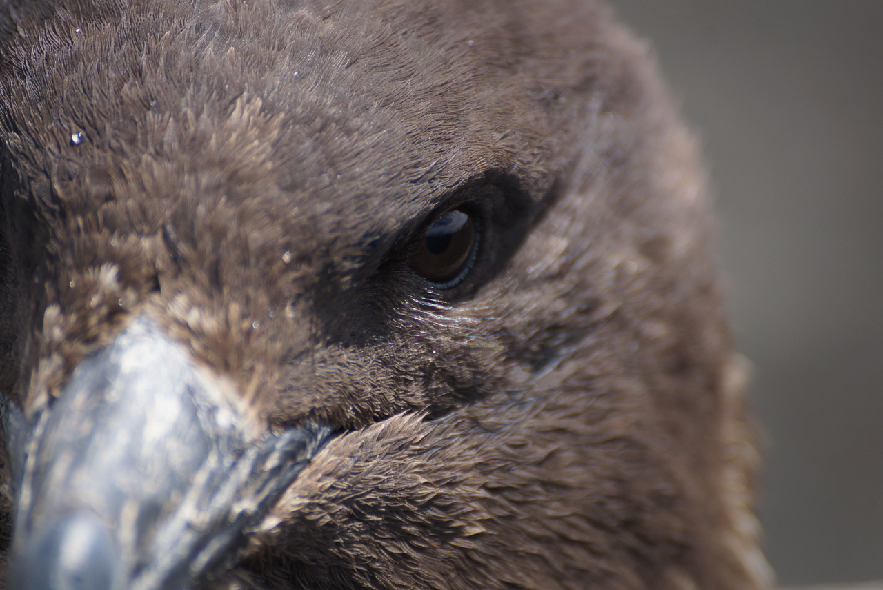 Tracking predator movements to understand pathogen spread 