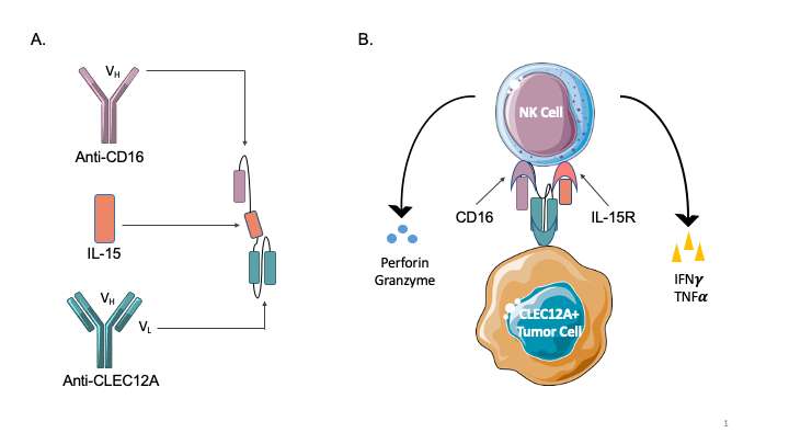 A trispecific killer engager molecule against CLEC12A effectively
induces NK-cell mediated killing of AML cells