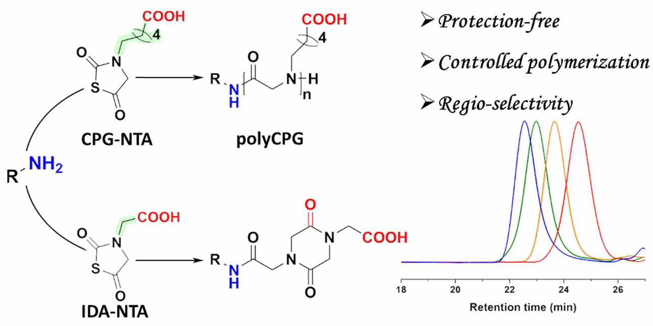 Direct N-substituted N-thiocarboxyanhydride polymerization towards polypeptoids bearing unprotected carboxyl groups