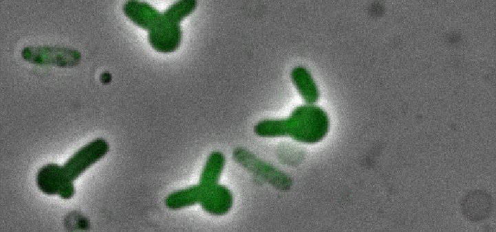 Hidden phage genes that kill bacteria