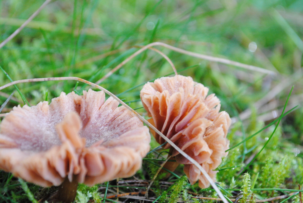 Tips for Conservation Job Applications