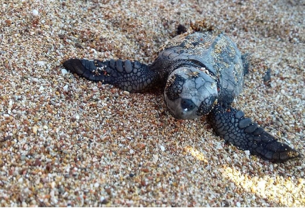 Hi Everyone, I'm Beth :) 