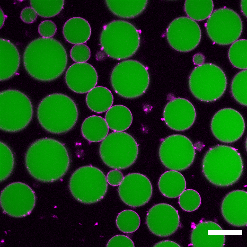 By invitation only: protein party in polymer coated condensates