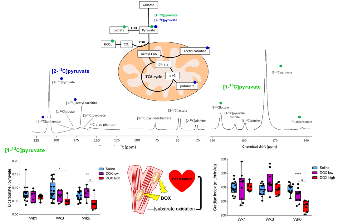 Early detection of doxorubicin-induced cardiotoxicity with hyperpolarized metabolic imaging