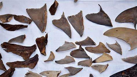 Indian Customs: The Guardian of Wildlife Frontiers of India