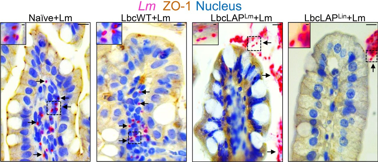 Epithelial Cell Contact is Critical for Probiotic Action 