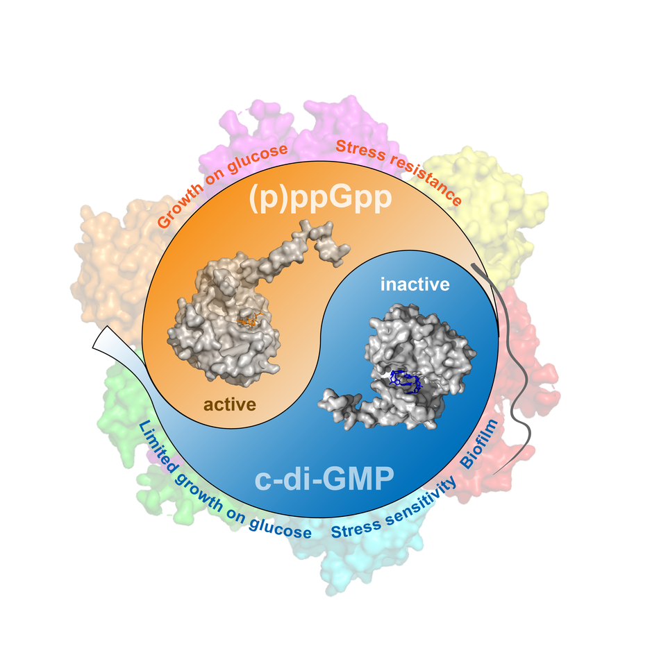 The Yin and Yang of bacterial growth and development.