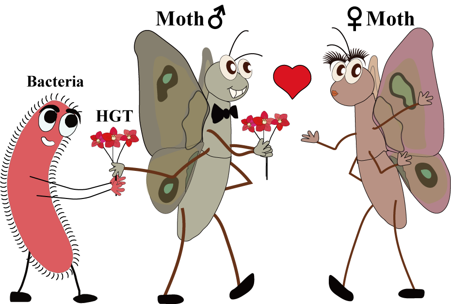 Widespread HGT in insects: a foreign gene enhances male courtship in lepidopterans
