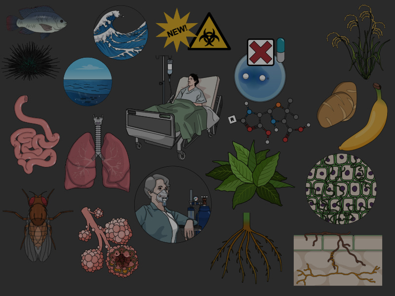 May oxylipins make bacteria be out of their tree? A controversial preprint that will not be published    