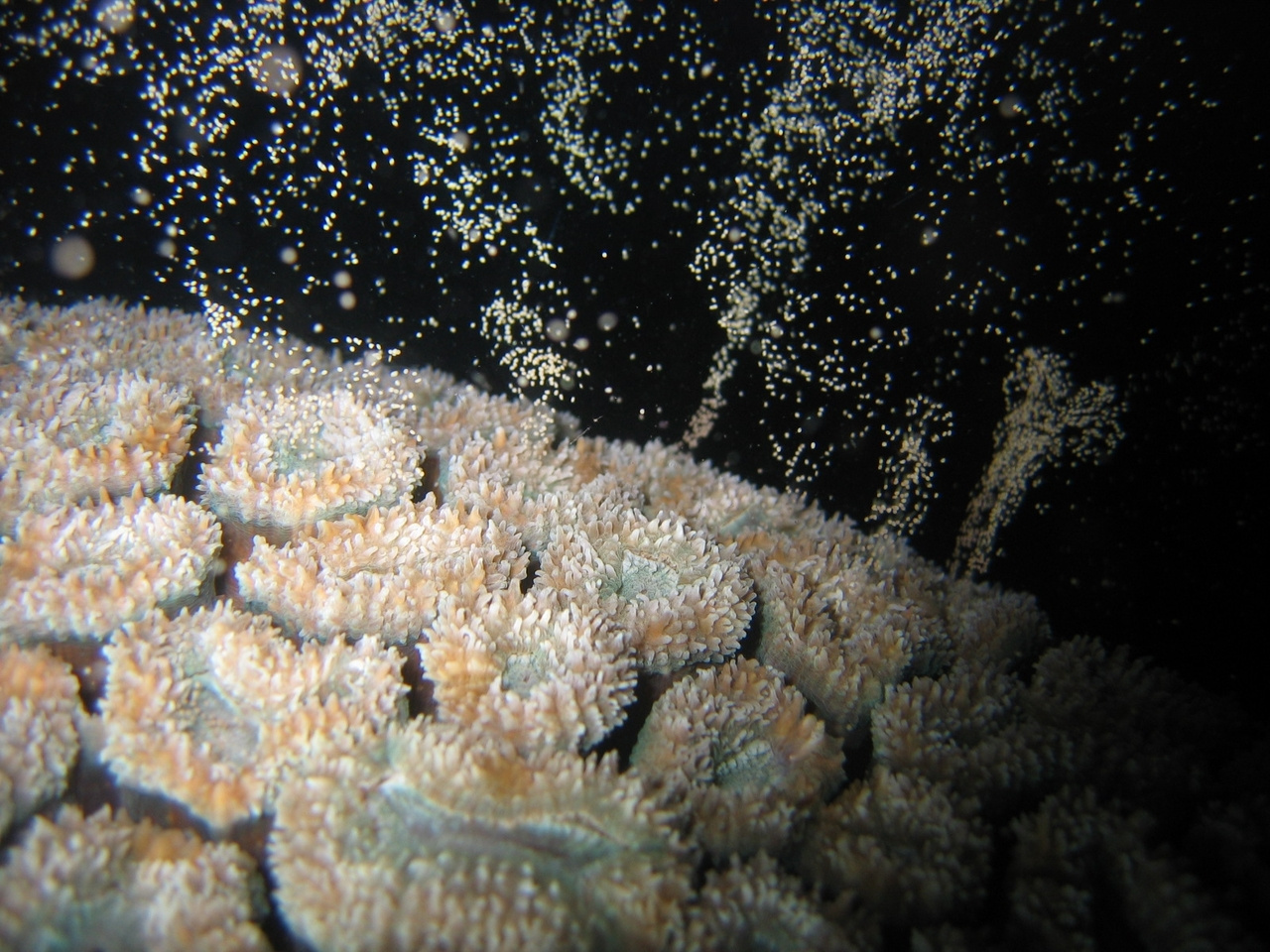 An Indo-Pacific coral spawning database