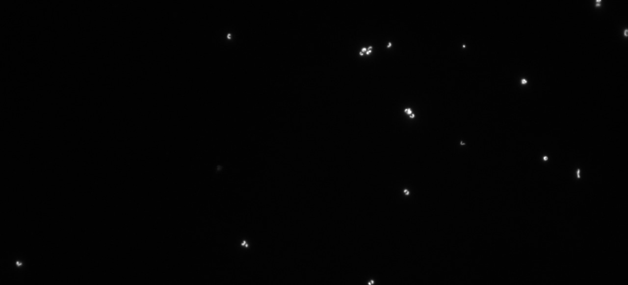 The genome and proteome of the first Nitrospira isolate: How the pandemic forced me to get creative