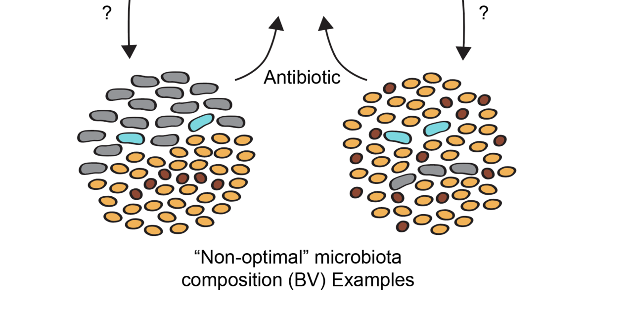The Unruly Vaginal Microbiome: unraveling complexity to wrangle microbial communities to optimal states