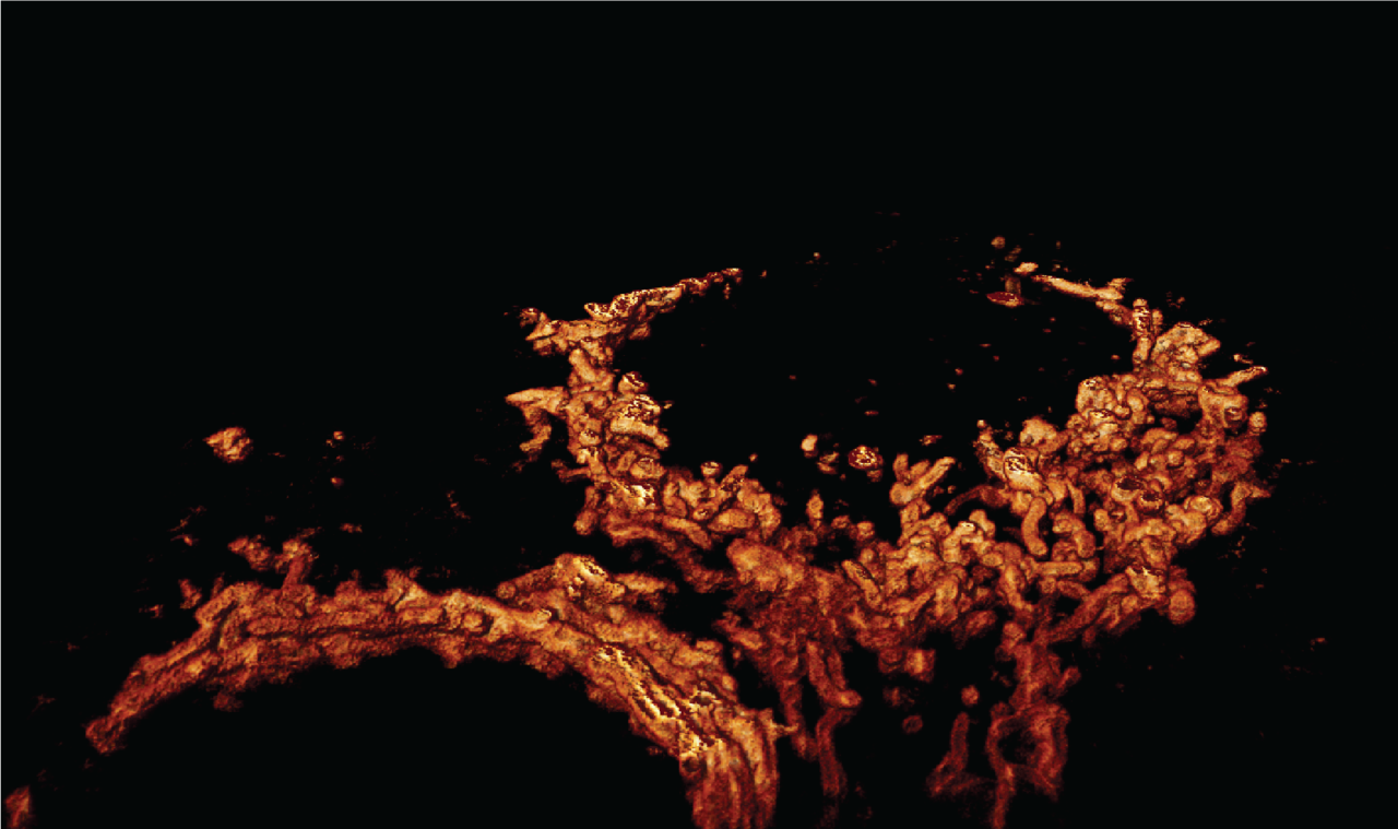 Molecular life imaged in 3D