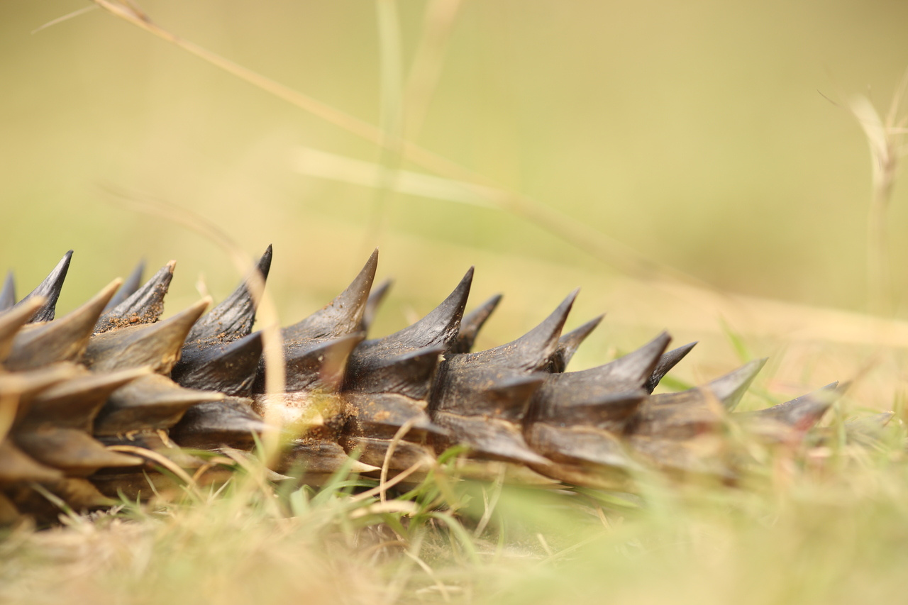 Stepping into the light and the evolution of squamate coloration