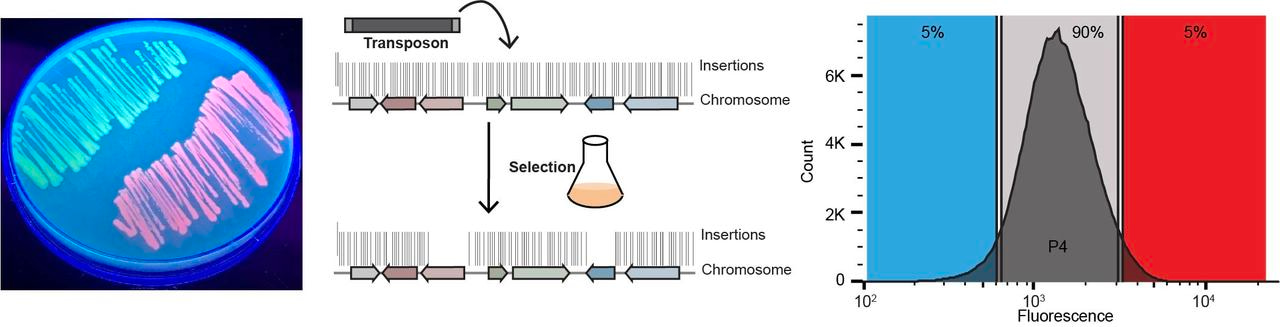 SorTn-seq: Getting Gene Regulation Sorted!