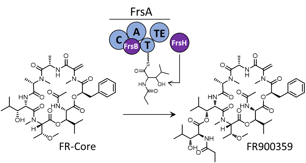 Thioesterase-mediated Side Chain Transesterification Generates Potent Gq Signaling Inhibitor FR900359