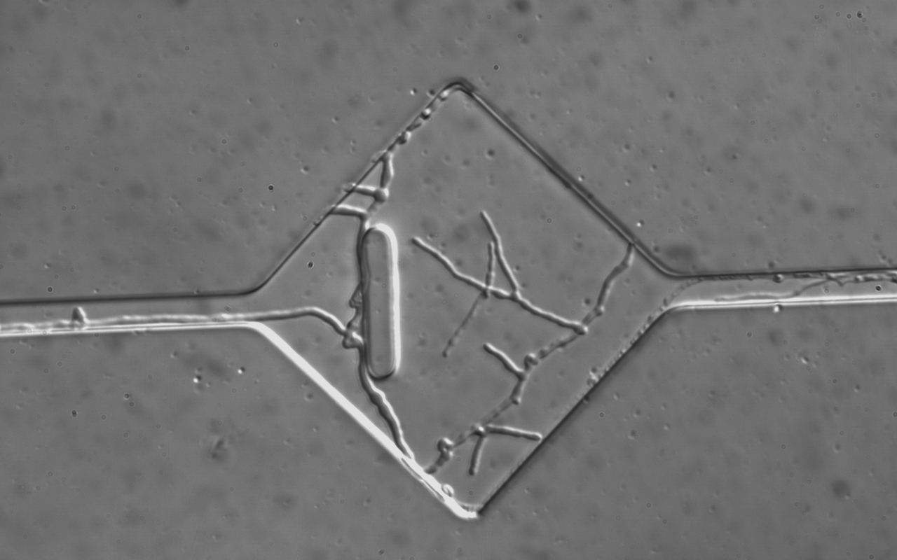 Looking into the secret lives of fungi. 