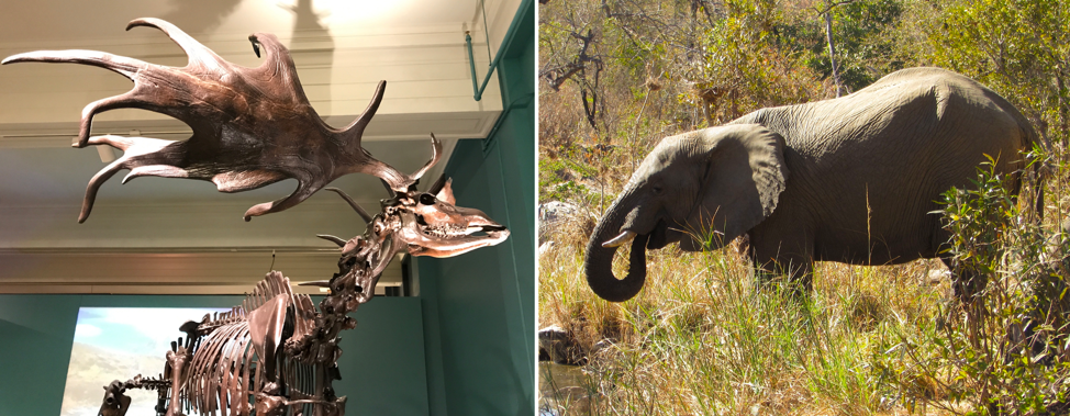 HerbiTraits: a functional trait dataset for late Quaternary large-bodied terrestrial avian and mammalian herbivores