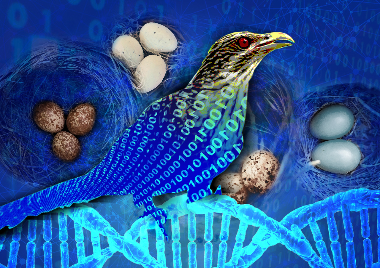 Borrowing from birds, optimal model design of high-entropy alloys in seconds