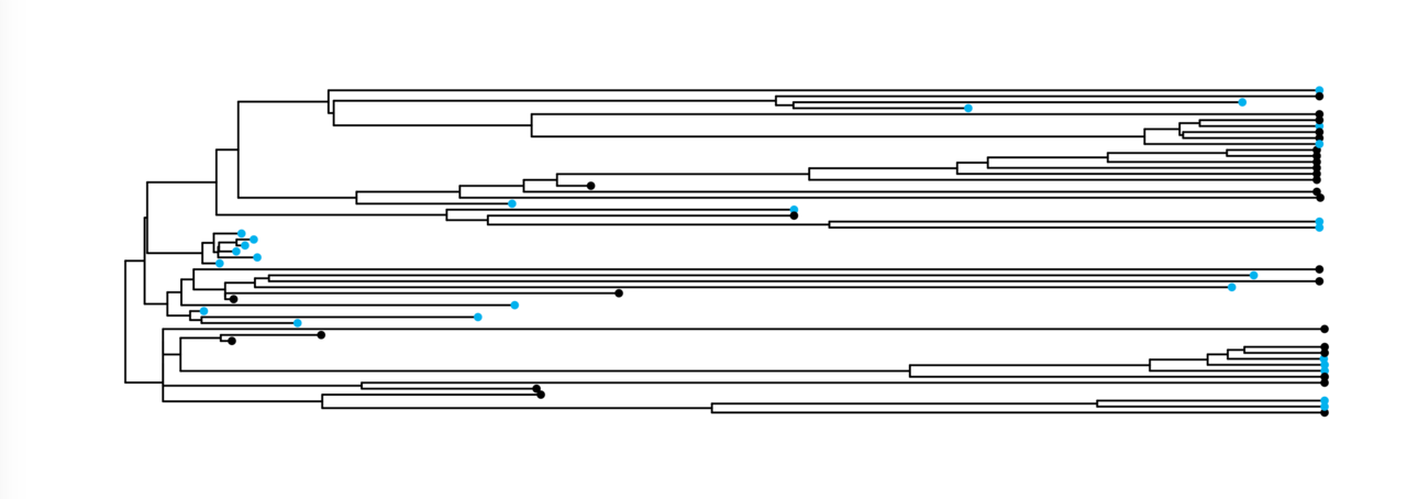 Cultural phylogenetics of afterlife beliefs