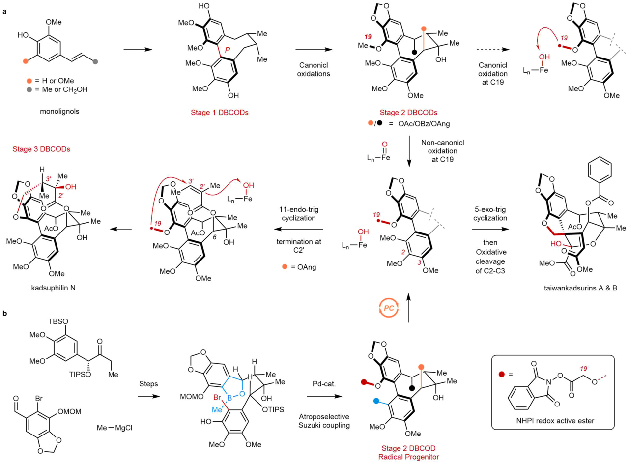 Mimicking oxidative radical cyclizations of lignan biosynthesis using redox-neutral photocatalysis