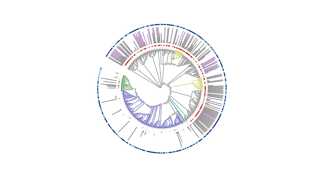 Metagenomic imine reductases: enzyme discovery, screening and synthetic application