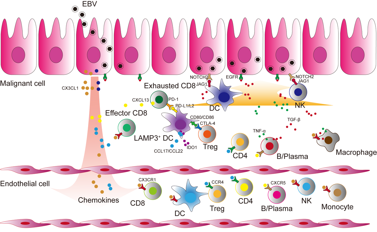 The single-cell transcriptomic landscape of peripheral blood and tumour derived from patients with nasopharyngeal carcinoma