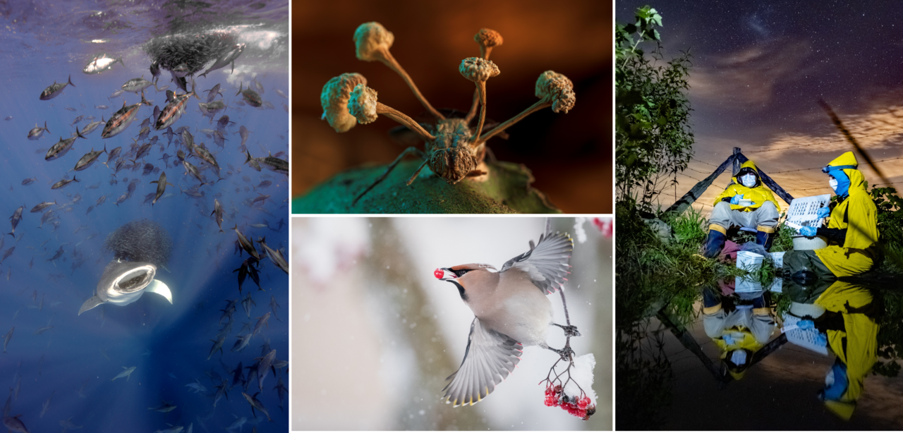 2025 BMC Ecology and Evolution & BMC Zoology Image Competition