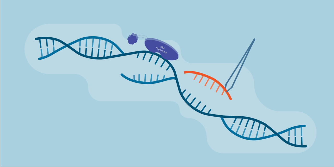 Learning the language of bacterial inducible promoters