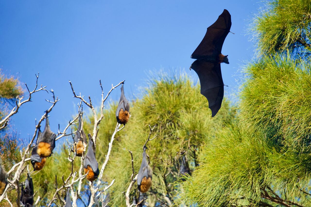 Bats Unmasked Revealing the Amazing Wonders of Bat Conservation WildHub