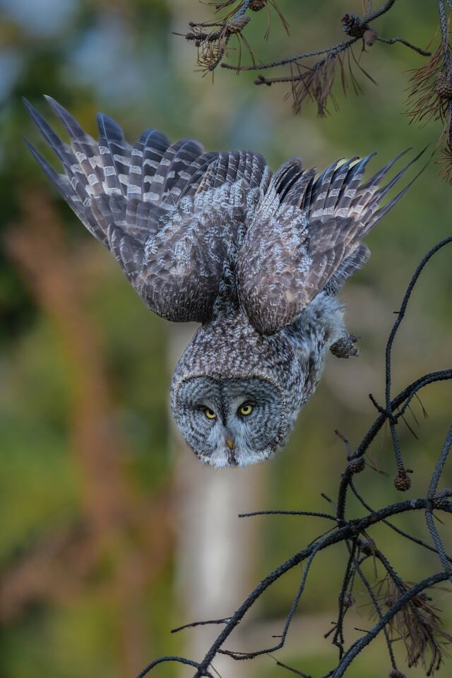 From Forests to Cyberspace: a Holistic Approach to Wildlife Protection