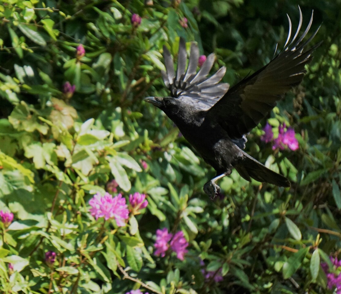 Bridging Science, Community, and Conservation: Mandla’s Journey Toward a Sustainable Southern Africa