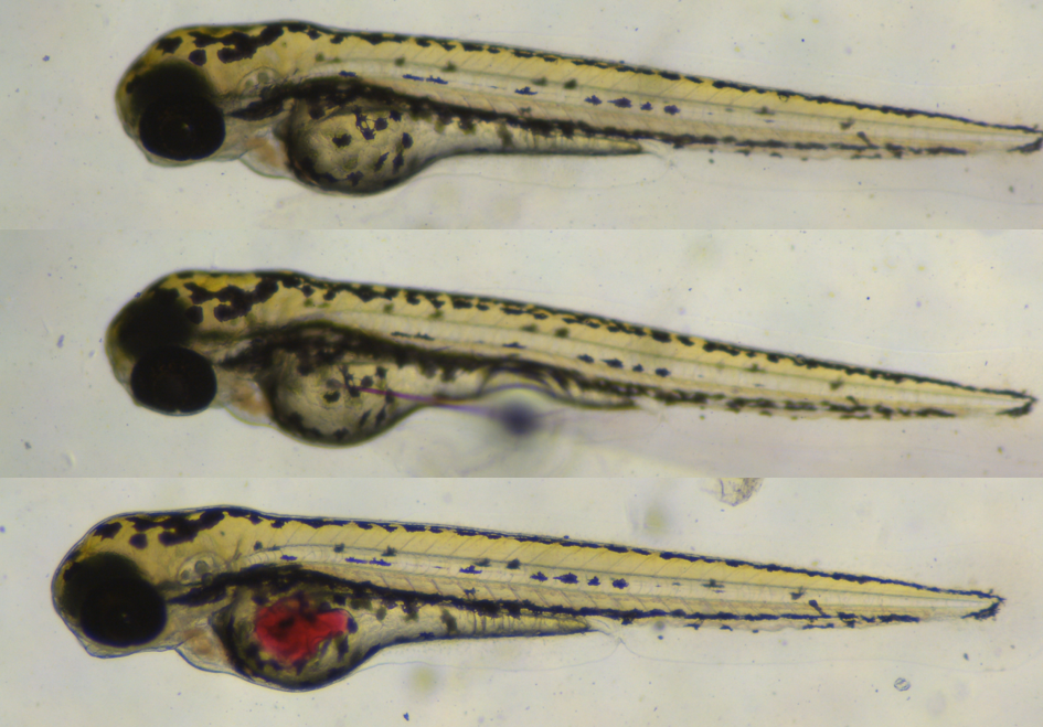 Zebrafish larvae: a new versatile small animal model for human norovirus