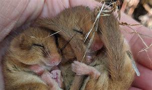 SDWC Action Plan / Conservation Strategy