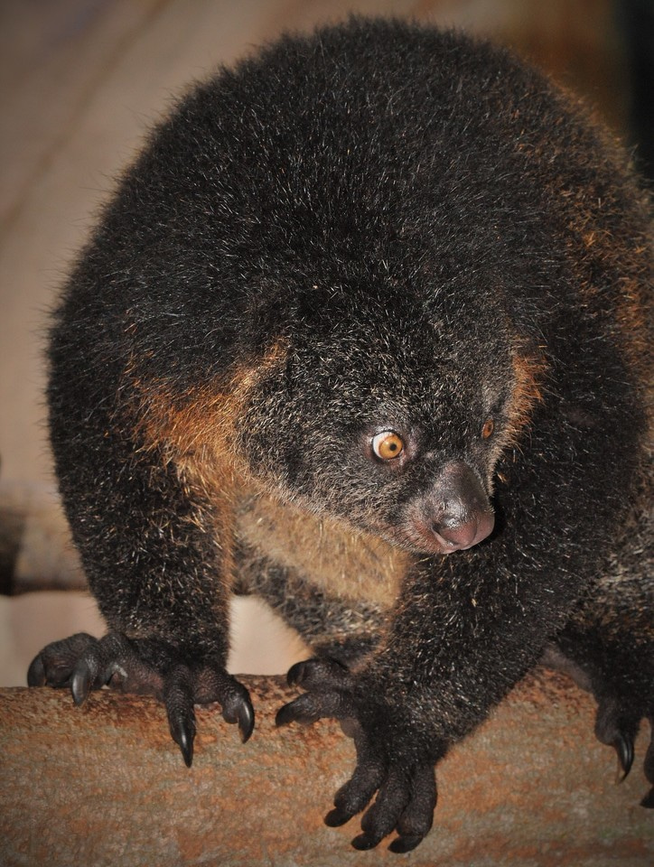 Engaging stakeholders - Bear Cuscus Project 