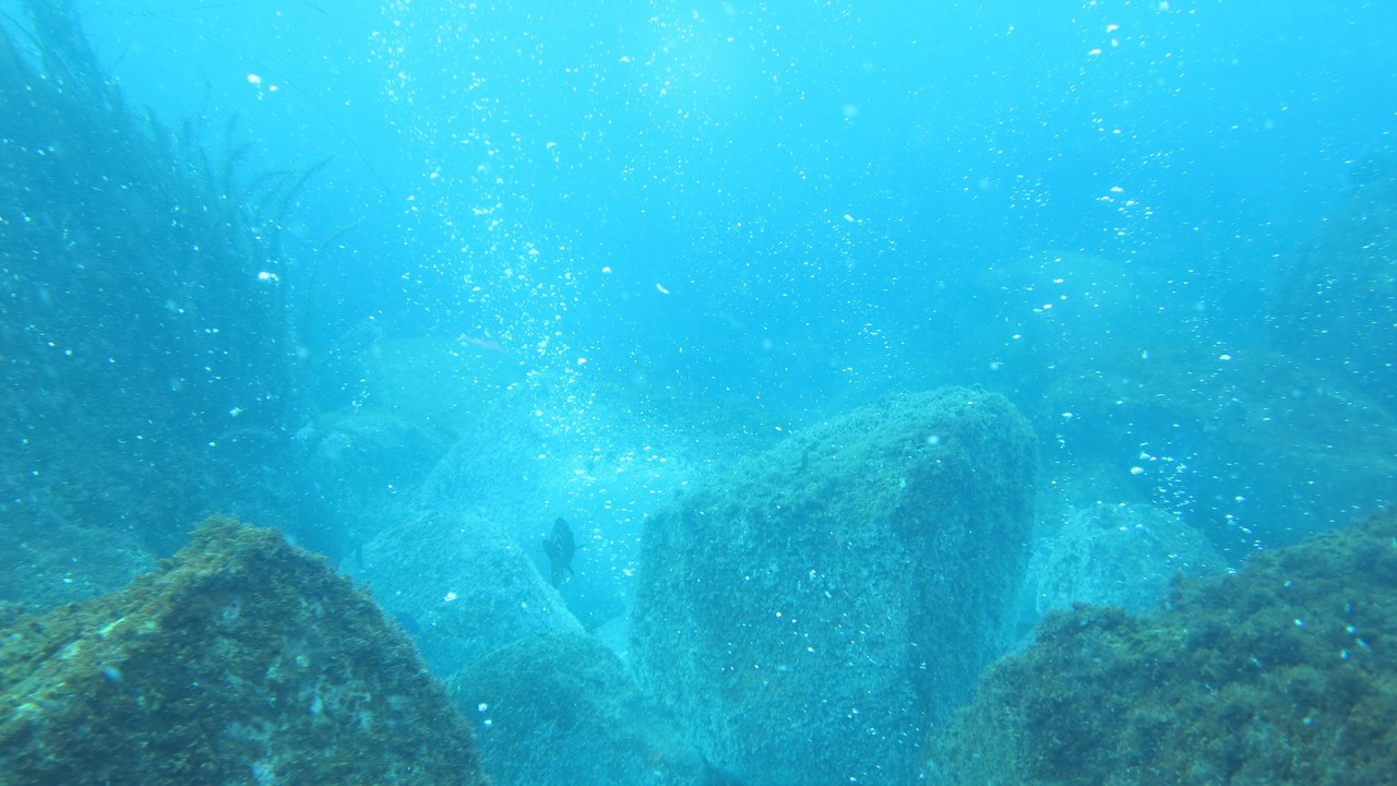 Warm and bubbly: increasing ocean CO2 and temperature affect fish distribution