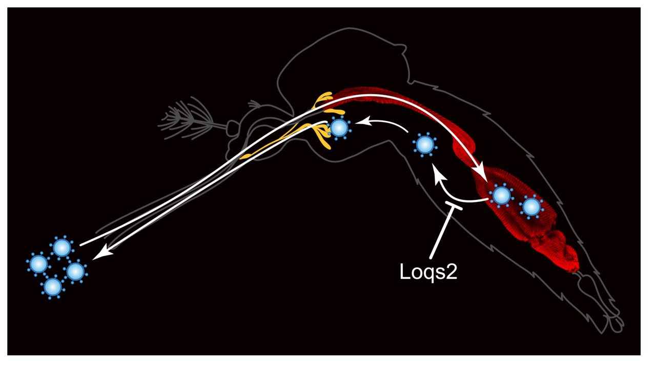 The Loqs2 paradox: Could an antiviral protein explain the permissiveness of Aedes mosquitoes to viruses?