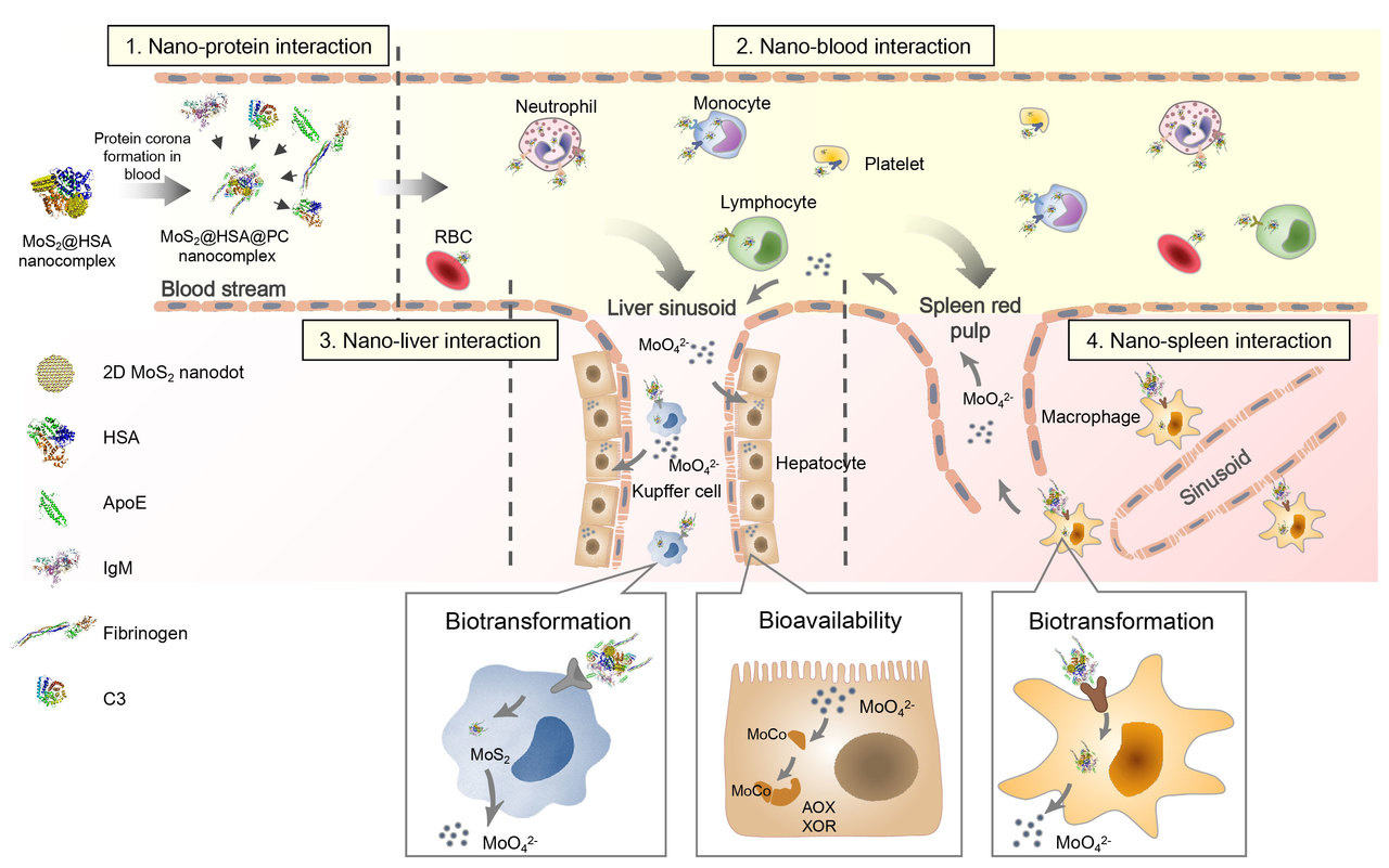 Molybdenum derived from nanomaterials incorporates into molybdenum enzymes and affects their activities in vivo