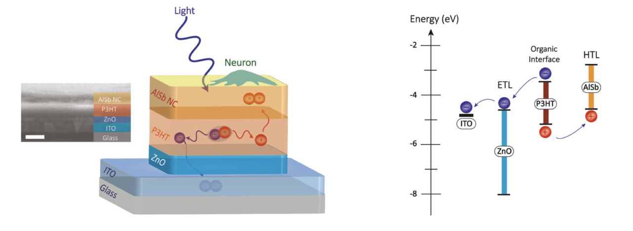 Building Neural Interfaces with Colloidal Nanocrystals