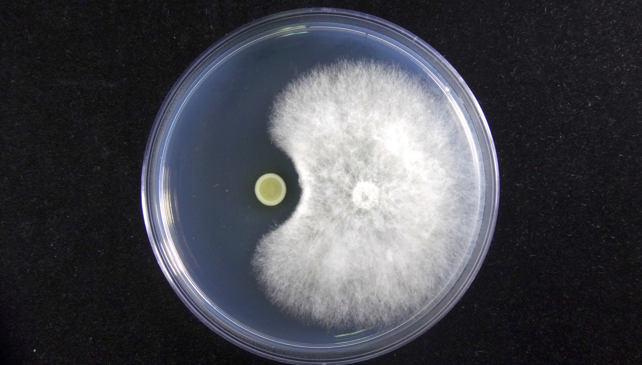 The Challenge of Bacterial Biocontrol Agents for Phytopathogenic Fungi